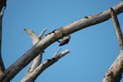 Melanerpes rubricapillus