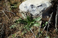 Cirsium pyrenaicum