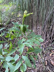 Tacca leontopetaloides