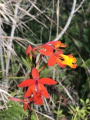 Epidendrum radicans