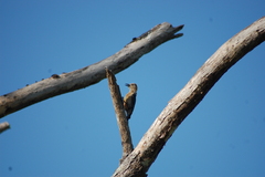 Melanerpes rubricapillus