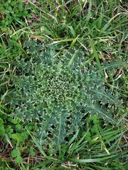 Carduus nutans