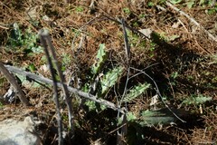 Cirsium pyrenaicum