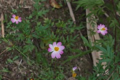 Cosmos caudatus
