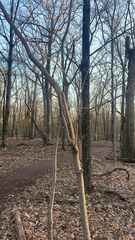 Phellodendron amurense