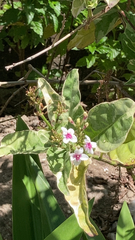 Pseuderanthemum carruthersii