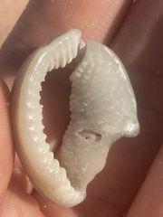 Semicassis granulata