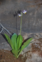 Dodecatheon