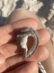 Semicassis granulata