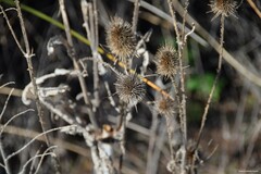 Dipsacus fullonum