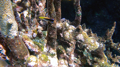 Labroides pectoralis