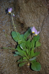 Dodecatheon