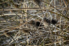 Dipsacus fullonum