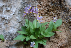 Dodecatheon