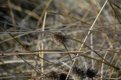 Dipsacus fullonum