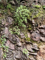 Aeonium lindleyi subsp. lindleyi image