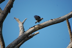 Melanerpes rubricapillus