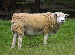 Ovis aries