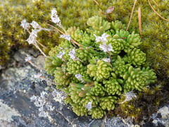 Sedum alpestre