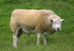 Ovis aries