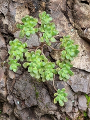 Aeonium lindleyi subsp. lindleyi image