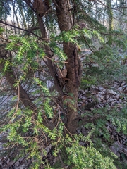 Tsuga heterophylla