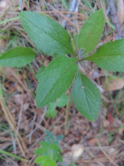 Eurybia radulina