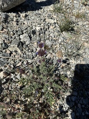 Chaenactis carphoclinia