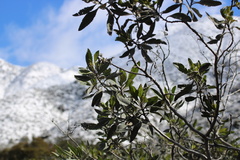 Eriodictyon crassifolium