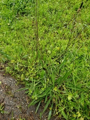 Plantago lanceolata