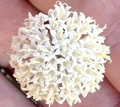 Chaenactis carphoclinia