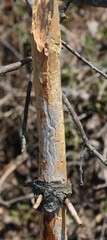 Dendroctonus frontalis