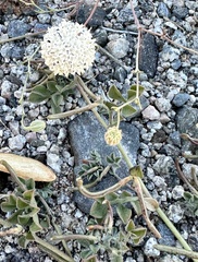 Chaenactis carphoclinia