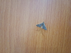 Steniini