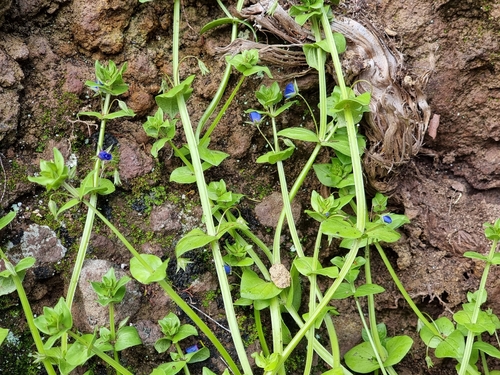 Lysimachia loeflingii image