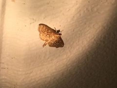 Herpetogramma thestealis