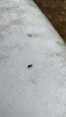 Pseudoedophrys hilleri