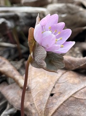 Thalictrum thalictroides