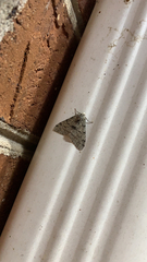 Phigalia strigataria