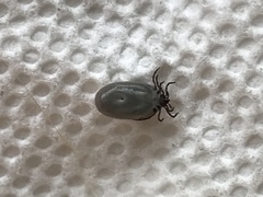 Ixodes scapularis