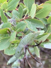 Lonicera interrupta
