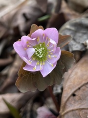 Thalictrum thalictroides