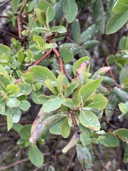 Lonicera interrupta