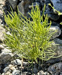 Peucephyllum schottii