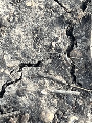 Teliapsocus conterminus