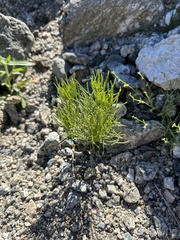 Peucephyllum schottii