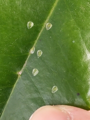 Phytomyza ilicis group