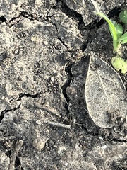 Teliapsocus conterminus