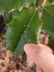 Phytomyza ilicis group