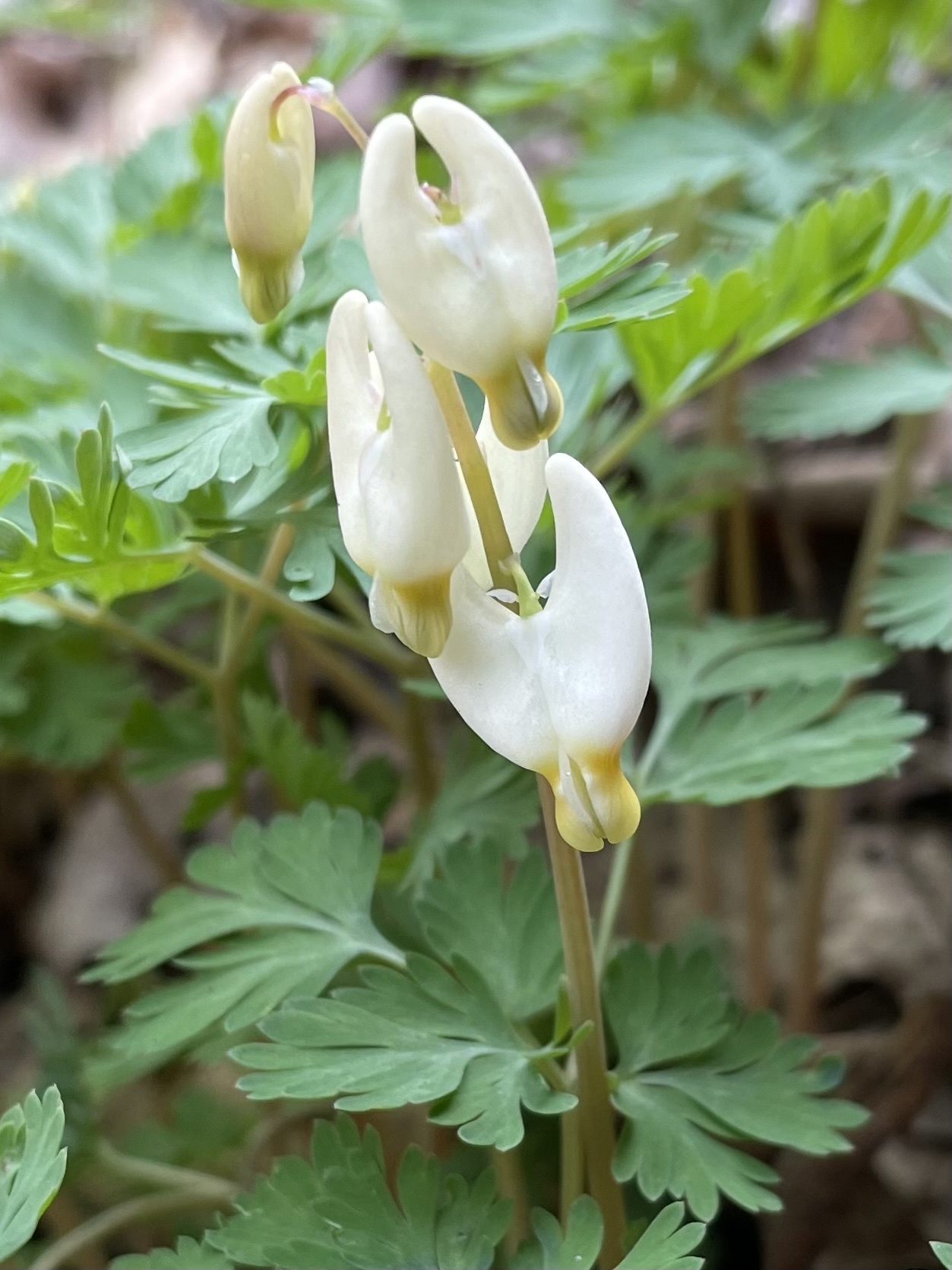Dicentra cucullaria (L.) Bernh.